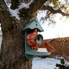 Teapot Bird Houses Bird Feeders
